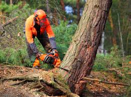How Our Tree Care Process Works  in  Gary, IN